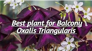 Oxalis Triangularis  The best plant for Balcony [upl. by Barclay154]