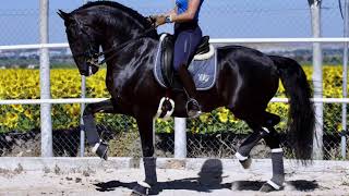 SOLD 🇵🇹Lusitano Ortigao Costa 2012 • Almost GPRIX FEI DRESSAGE Horse 🇵🇹 [upl. by Garv564]