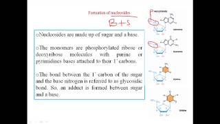 Nucleosides [upl. by Notsgnal]