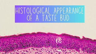 Histology of Taste Buds  Dentistry [upl. by Campos]