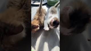 Funny Cats  2024 😂 Funny Cats Videos 🐱 🐕 😄 Episode 522 [upl. by Thurston]