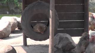 DierenPark Amersfoort 2014 Mantelbavianen Part 2 [upl. by Pellikka914]