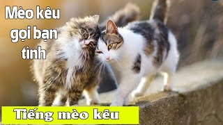 Tiếng mèo kêu gọi bạn  cat call  cat sound [upl. by Enala]