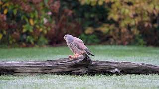 Torenvalk in de tuin [upl. by Esinyl]