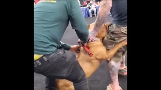 XL Bully Attacks Judge Unprovoked During Mutt Show [upl. by Eelinnej36]