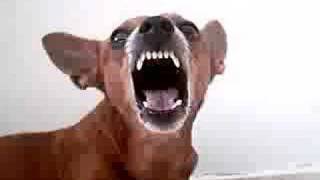 When min pinscher gets angry [upl. by Eenej]