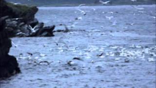 GANNETS DIVING FOR FISH UP CLOSE [upl. by Artemla447]