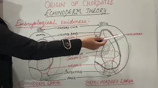 Origin of Chordates Part1 Echinoderm theory  Zoology BScMSc [upl. by Zebada]