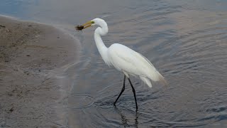 Great Egret Eating Warmouth fish [upl. by Layney]