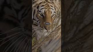 The Majestic Life of Tigers Behavior amp Habits [upl. by Atte]