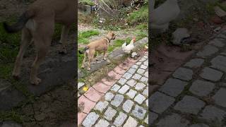 Kiraz tavuğun peşinde 😃köpek tavuk shorts [upl. by Odoric131]