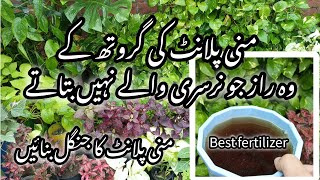 Best homemade orgenic fertilizer for money plantMoney plant care tips [upl. by Zamir]