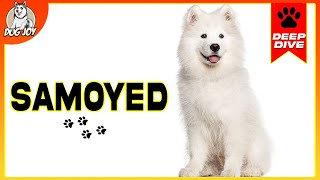 Samoyeds 101 Everything You Need To Know [upl. by Amado]