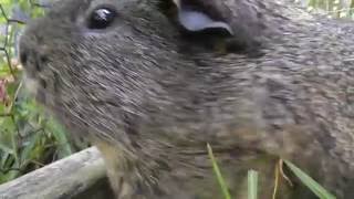 Guinea Pig Sounds  PLAY THIS TO YOUR GUINEA PIGS AND LAUGH [upl. by Saleem]