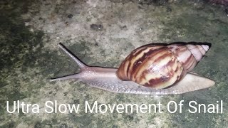 😱😱An Snail 🐌 in My Roof Garden 🪴  Ultra Slow Movement Of Snail 🐌  snail garden nature [upl. by Eardnoed860]