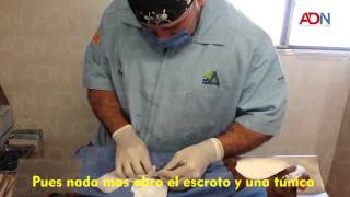 Procedimiento quirúrgico de esterilización en perro [upl. by Ynogoham949]