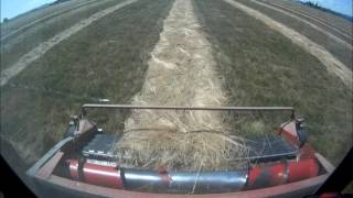 Combining a 30 swath of tall fescue seed near Hillsboro Oregon [upl. by Avictor]