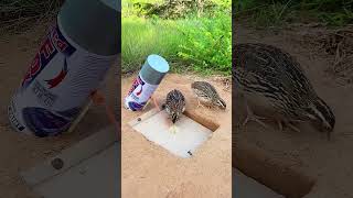 Amazing video ⭐🤩part137 birds shorts short shortvideo [upl. by Tiraj]