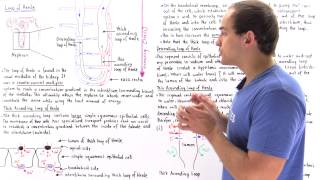 Countercurrent Multiplier System and Loop of Henle [upl. by Gilmour]