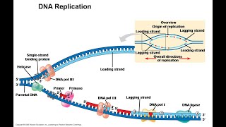 Events of DNA replication and Post Replicative Change [upl. by Annod]