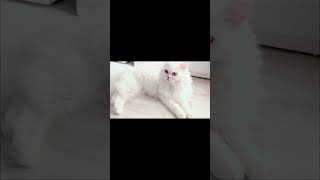 cute cat😍😍biliya biliya akha ytshorts please subscribe [upl. by Analahs]