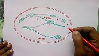 How to draw Chloroplast  Science diagrams for school college students [upl. by Botnick]