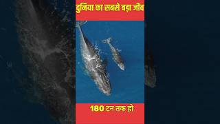 ब्लू व्हेल Astonishing Facts About the Largest Animal on Earth facts shorts shortvideo science [upl. by Stinson511]