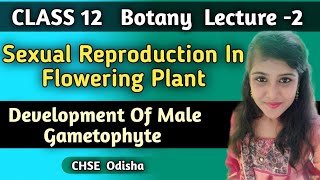 Class 12 Botany Sexual Reproduction In Flowering Plant Development Of Male Gametophyte [upl. by Dnanidref62]