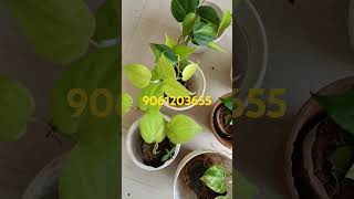 salepothosPhilodenron plants combo Ph9061203655 [upl. by Engelhart]