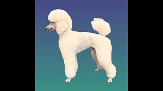 Beautiful White Standard Poodle [upl. by Pellegrini]