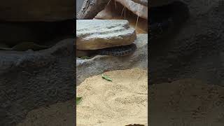 Australian  Broad Headed Snake  Endangered Specie [upl. by Amilah]