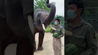 Elephants eating watermelon is as amazing as us humans eating a grape Feed the elephants [upl. by Wooldridge924]