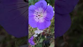 Hardy Geranium Flower in the Autumn Yorkshire Garden geranium flower garden shorts [upl. by Ainel181]