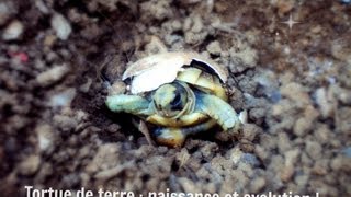 Bébé tortues de terre  naissance [upl. by Florri517]