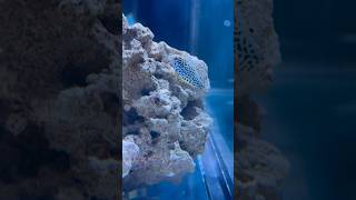 Meet the Eastern leopard wrasse reef oceanlife fish nature love seacreatures ocean reeftank [upl. by Seni]