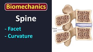 LEC 1 Introduction to axial skeleton biomechanics [upl. by Yanetruoc109]