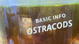 Ostracods  basic info for beginners [upl. by Nyrrat838]