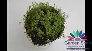 How to growing garden cress from seeds at home indoors  time lapse [upl. by Ailedamla322]