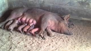 Day old piglets nursing [upl. by Brendis514]