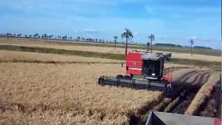 MF 5650 SR colhendo arroz a 35 kmh 220 sacoshora [upl. by Arhas290]