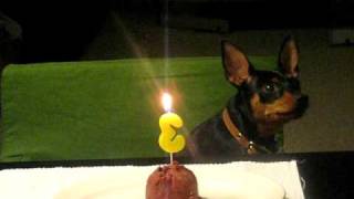 Peeves 3rd birthday Dog blows out candle with tail [upl. by Merkle341]