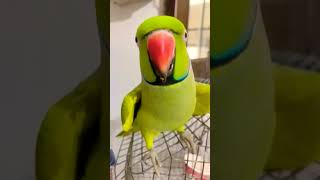 parrot funny cute pets birds viralvideo comedyvideos youtubeshorts animals baby [upl. by Ide]