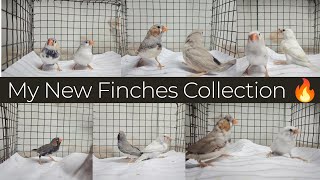 My New Finches CollectionDifferent varietyin tamilsjbirdsworld9553 finches pets sales [upl. by Arihk]