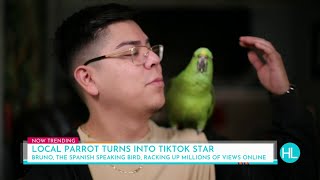 HOUSTON LIFE  Bruno the local Spanish speaking parrot goes viral on TikTok  KPRC 2 [upl. by Svirad]