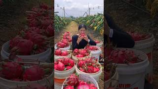 Harvesting tasty and yummy fruits 😋🍊🍓🥭🍉🍎shorts nature fruit [upl. by Palm]