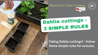 Dahlia Cuttings 3 SIMPLE RULES [upl. by Allecram]