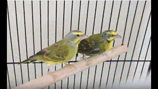 My Green Singing Finches serinus mozambicus [upl. by Dulcea]