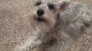 Funny Miniature Schnauzer Dog Bark [upl. by Regen]