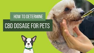 How Do You Determine CBD Dosage for Pets [upl. by Grunberg]