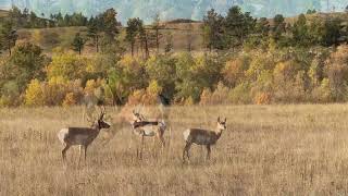 Pronghorn Antelope in Custer State Park SD [upl. by Wivestad]